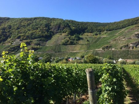 Terra Madre Tag 2023: Slow Wein Deutschland feiert Premiere