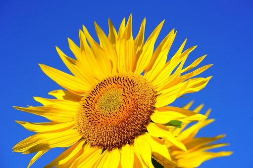 Vom Flachdach zum Kraftwerk mit „leichten Solar-Sonnenblumen“