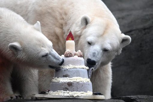 Hagenbecks Eisbärin Anouk feiert ersten Geburtstag