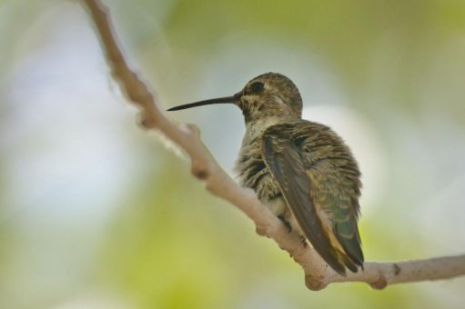 Natureum öffnet wieder an den Wochenenden