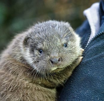 Süßer Fischotter-Nachwuchs im Wildpark Schwarze Berge