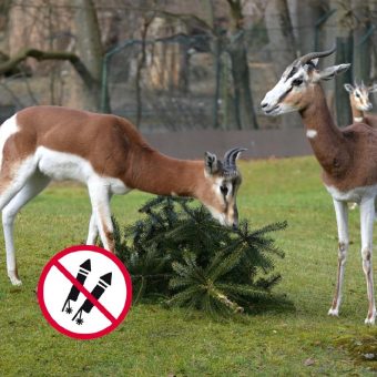 Hellabrunn bittet um Verzicht auf Feuerwerk im Umkreis des Tierparks