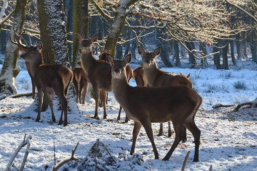 Winterwanderung in Eekholt mit Grünkohlessen