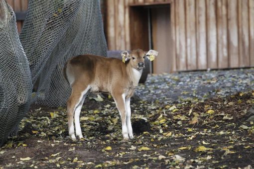 Zu Heiligabend: Banteng-Kälbchen „Joseph“ im Kölner Zoo geboren
