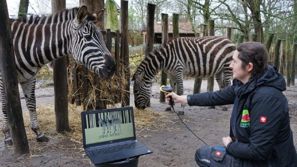 Angetreten zum Zählen – Jährliche Inventur im Tierpark Nordhorn