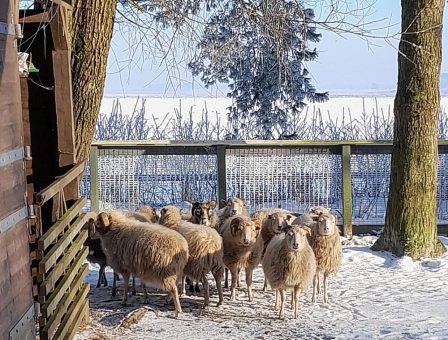 Tierischer Winterspaziergang