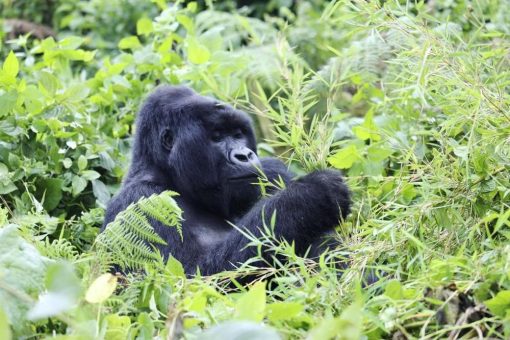 Kompakt und exklusiv: Luxus-Kurzreisen zu den Juwelen Afrikas