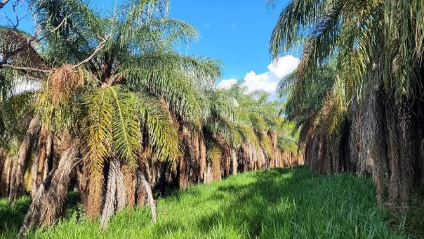 Lebensmittelzutaten aus Macauba – Spin-Off des Fraunhofer IVV zielt auf den Schutz des Regenwalds ab