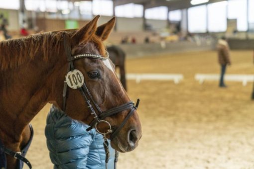Rund 200 Pferde werden in Heilbronn erwartet