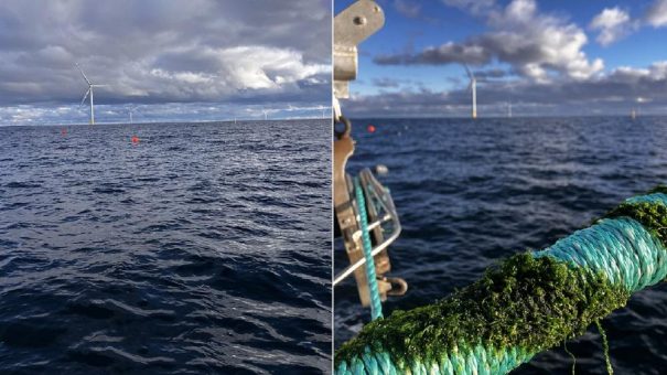 Rohkost unterm Rotor – Erste Algenernte im Offshore Windpark Kriegers Flak im Frühjahr