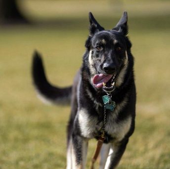 Nach vier Jahren tierfreier Zone – Einzug der neuen „First Dogs“ in Washington