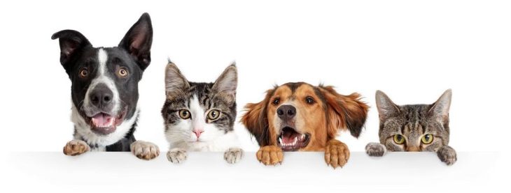 Happy Pet Club als große Informationsquelle für Haustierbesitzer