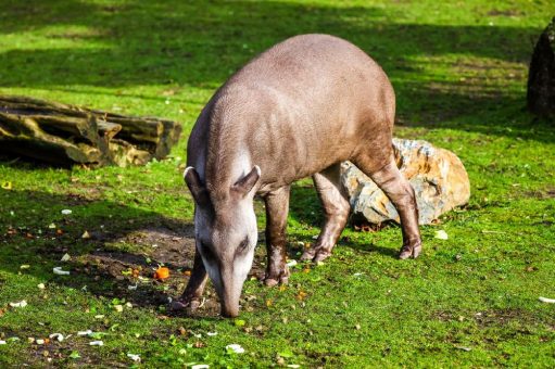 Tapir-Neuzugang im Kölner Zoo: „Mendoza“ ist da