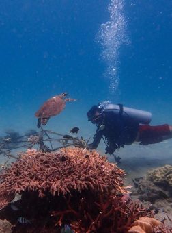 Tēnaka arbeitet mit Orange Business an der Wiederherstellung von Korallenriffen