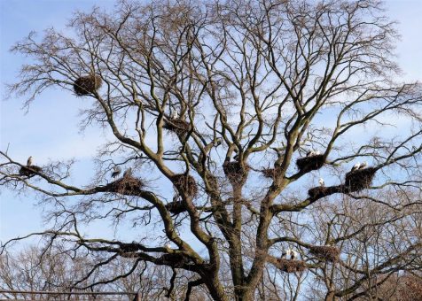 Erste Wildstörche im Tierpark sind zurück!