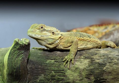 Kleiner Kletterkünstler mit großer Aufmerksamkeit: Der Gecko wird Zootier des Jahres