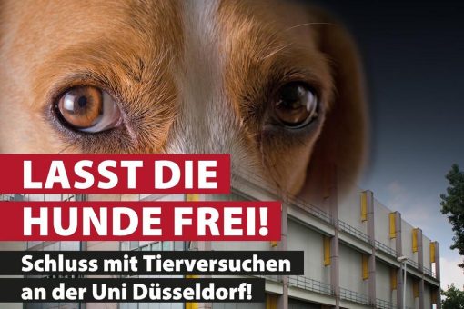Neue Kampagne von Ärzte gegen Tierversuche fordert Freilassung von Hunden in Düsseldorf