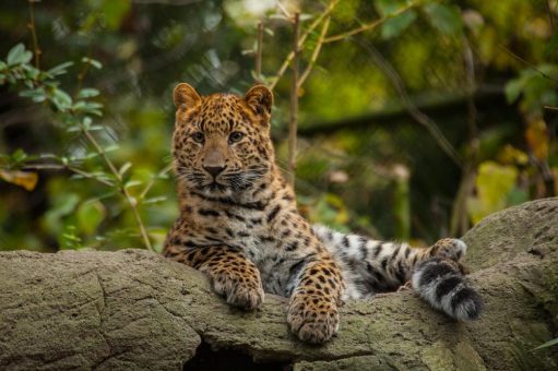 Hagenbeck startet in die Eventsaison