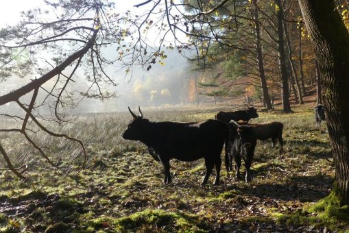 Positive Überraschungen im Waldweideprojekt in St. Martin