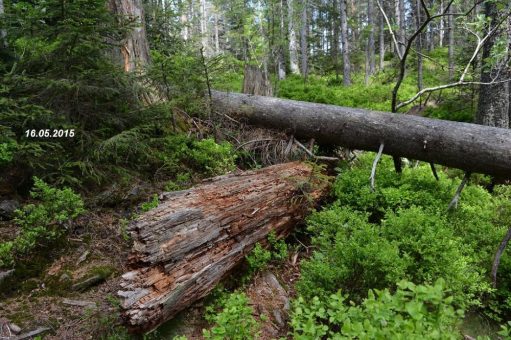 Zusammenarbeit trägt Früchte: Nationalpark und Region ziehen positive Bilanz zum Jubiläum