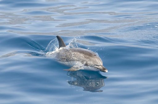 Zum Welttag des Wals: Auf den Kanaren gehen Tierschutz und Tourismus Hand in Hand