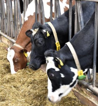 Kann eine verlängerte Zwischenkalbezeit bei Kühen den Stoffwechsel, Milchleistung und Fruchtbarkeit optimieren?