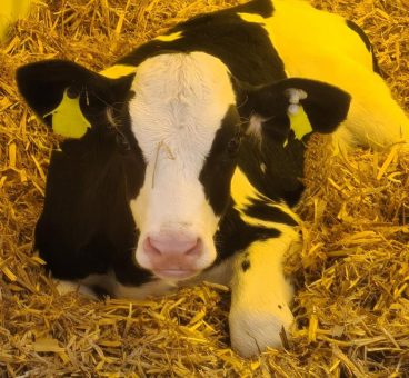 Kuhkälber: Prinzessinnen der Milchviehbetriebe: AVA-Update gemeinsam für Tierärzte und Landwirte