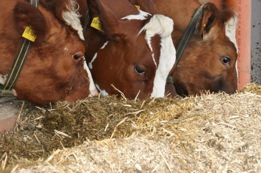 AVA-Seminar „Angewandte Tierernährung“ für Tierärzte, Herdenmanager u. Berater von Milchkühen