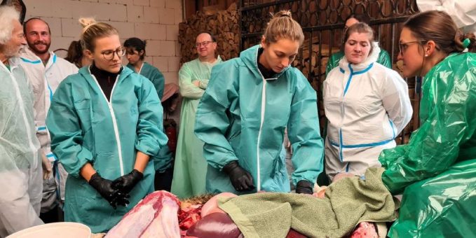 Tierärzte-Update in Mittelfranken: Operationstechniken in Theorie und Praxis beim Rind