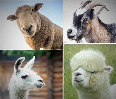 Tierärztliche Betreuung von „neuen/modernen“ landwirtschaftlichen Nutztieren