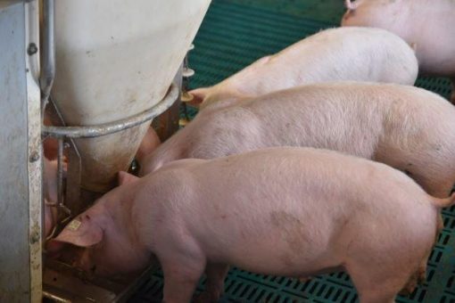 Schweinefütterung anders denken – für die Zukunft planen