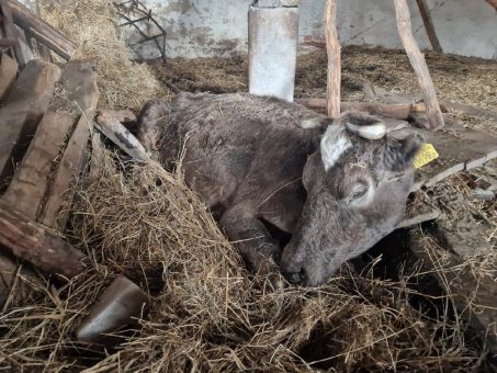 International tätige Tierschutzorganisation Pro Animale für Tiere in Not e.V.: Rettung von 27 Rindern aus höchst prekärer Tierhaltung