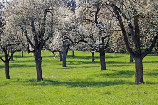 Zu Gast auf der Streuobstwiese: Seid ihr dabei?