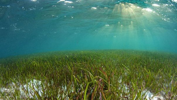 Zum Welttag des Seegrases 2024 am 1. März: ein Meeresökosystem der Superlative