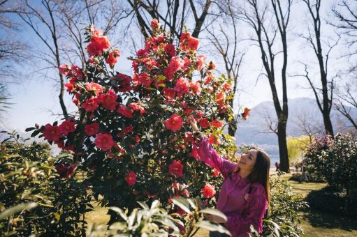 Frühlingsblüte im Tessin