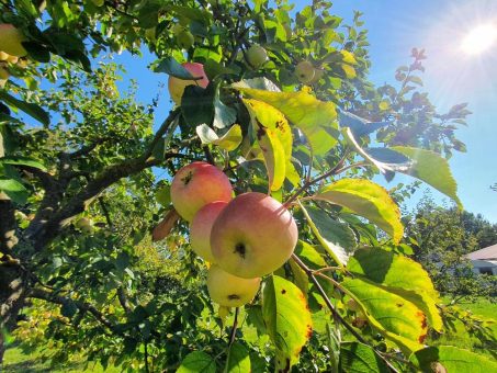 Neu auf der Streuobstwiese? Basiswissen für Einsteiger auf der Streuobstwiese