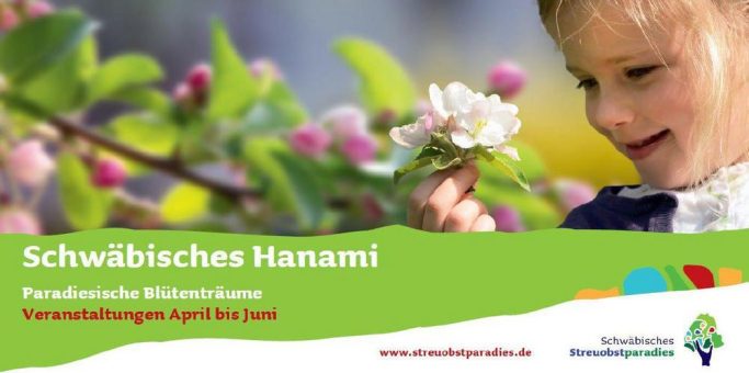 Das „Schwäbische Hanami“ lockt im April mit zahlreichen Veranstaltungen zur Obstbaumblüte