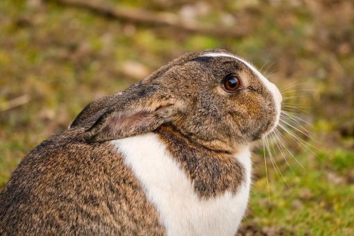 Domains mit Namen als personalisiertes Geschenk zu Ostern