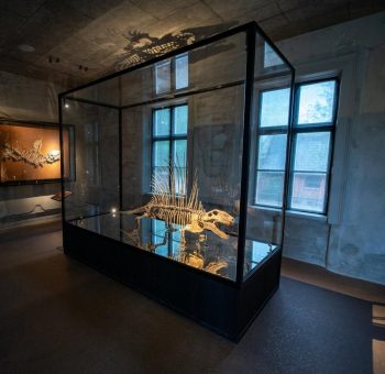 Dino-Alarm: Neues Evolutionsmuseum in Süddänemark
