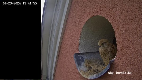 Wieder ein Ei im Nest: Die wbg schafft LebensRaum für Turmfalken