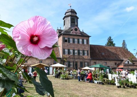 Herbstliche Blütenpracht auf Schloss Fasanerie und Schloss Wolfsgarten