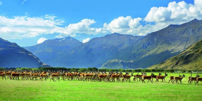 Frisch, gereift, neuseeländisch – Hirschfleisch von Rodeo Ranch Quality