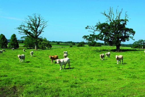 Neue Zuschnitte bei Rodeo Ranch Quality: Die Range aus Irland wird erweitert