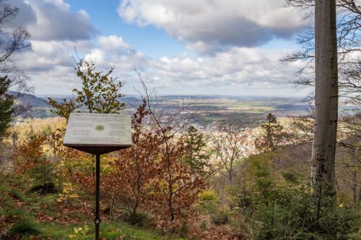 Wanderung entlang des Buchenwalds zur Luisenbank