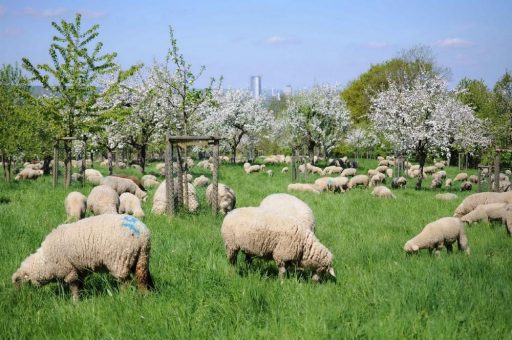 Streuobst im Klimawandel: Fachkongress verbindet Forschung und Praxis