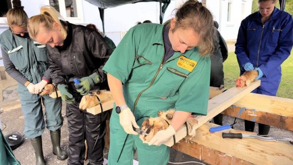 Podologie für Kühe für mehr Tierwohl und Tierschutz: Auch Tierärzte müssen dieses „Handwerk“ beherrschen
