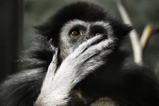 My-Domains für alle