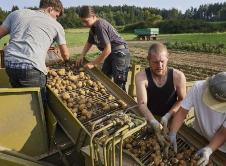 Erstmals ein weltweiter Ehrentag für die tolle Knolle