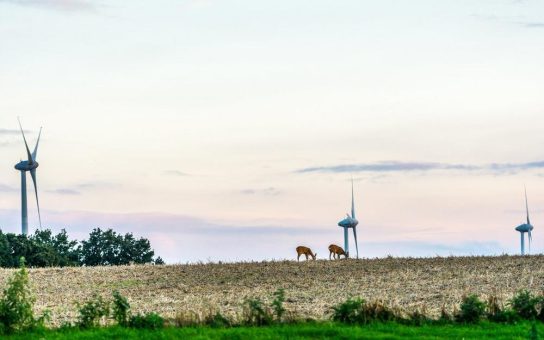 Nachhaltige Lösungen für Naturschutz: Erneuerbare Energien und Biodiversität im Einklang