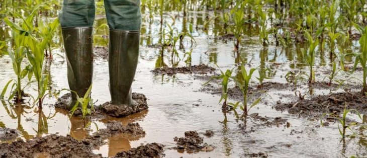 Außergewöhnliche Wetterereignisse: So erhalten Landwirte Unterstützung
